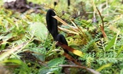 Schwarze Erdzunge - Hier nochmal einen Blick auf die Oberfläche von Kopfteil und Stielteil. Insbesondere der Stiel wirkt feinkörnig. 